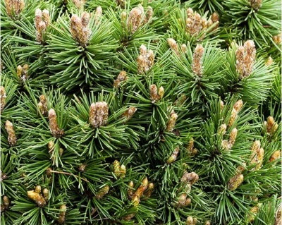 Сосна горная "Бенджамин"