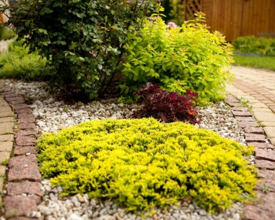 Можжевельник горизонтальный "Голден Карпет"
