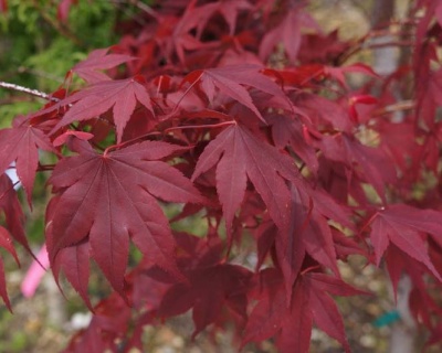 Клен пальмолистный "Бладгуд"