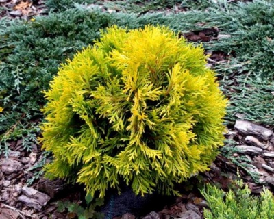 Туя западная "Амбер Глоу"