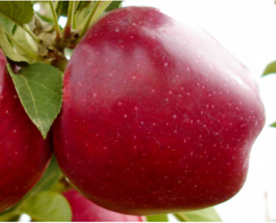 Яблоня "Ред Чиф"