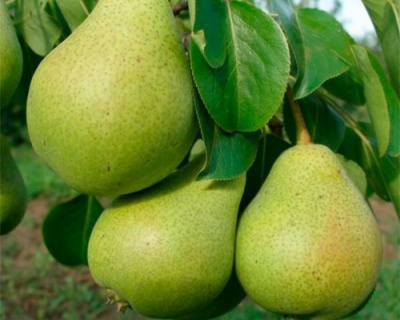 Груша колоновидная "Сладкая красавица"