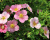 Лапчатка "Лавли Пинк" (Lovely Pink) Лапчатка "Лавли Пинк" (Lovely Pink)
