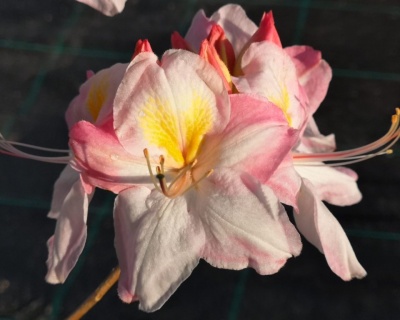 Азалия крупноцветковая "Сатоми"