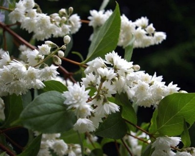 Дейция шершавая "Прайд оф Рочестер" (Pride of Rochester)