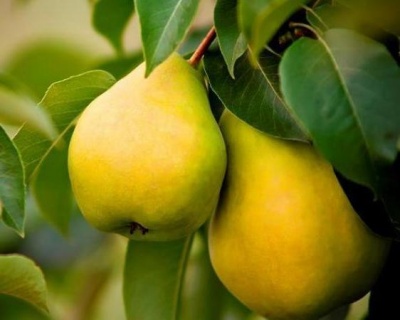 Груша колоновидная "Медовая"