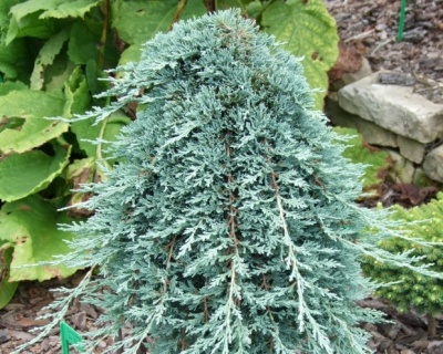 Можжевельник горизонтальный "Вилтони" (штамбовая форма)