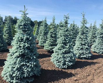 Ель колючая "Блю Даймонд"