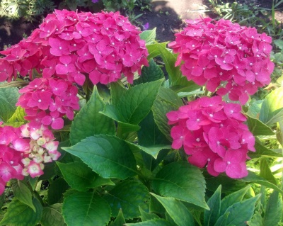 Гортензия крупнолистная "Ред Барон" (Red Baron)