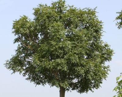 Ясень обыкновенный "Нана"