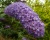 Буддлея Давида "Эмпайр Блю" (Empire Blue)