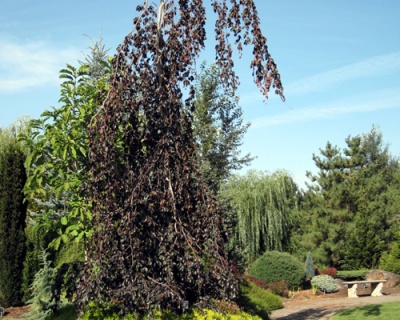 Бук лесной "Пурпл Фонтан"