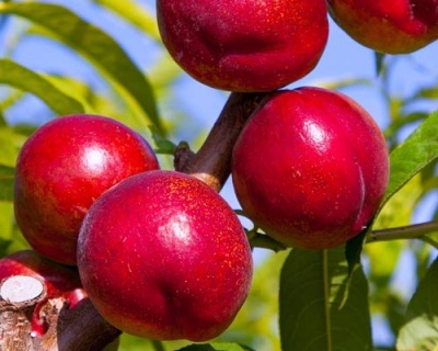 Нектарин "Крымчанин"