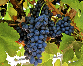 Виноград "Макси Черный "