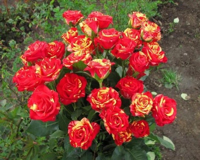 Спрей-роза «Файер Флеш» 