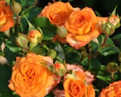 Спрей-роза «Макарена» 