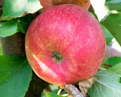 Яблоня "Чемпион"