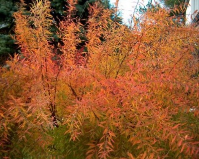 Спирея тунберга "Огон"