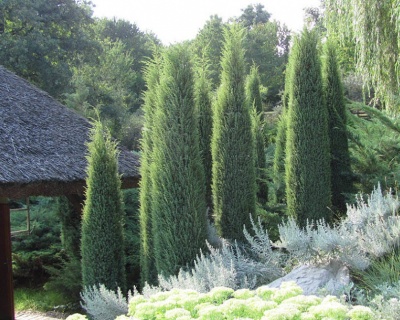 Можжевельник обыкновенный "Хиберника"