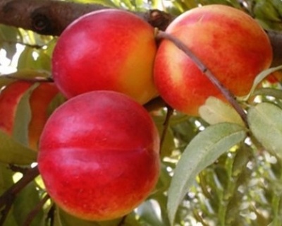 Нектарин "Лола"