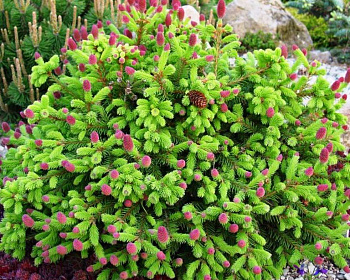 Ель обыкновенная "Пуш"