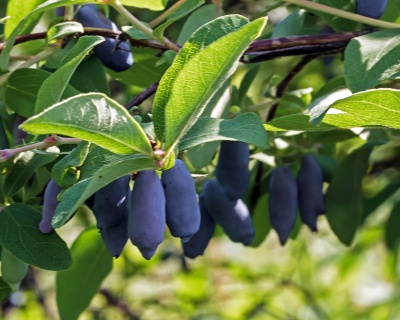 Жимолость "Павловская сладкая"