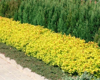 Спирея японская "Голден Принцесс"