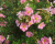 Лапчатка "Лавли Пинк" (Lovely Pink) Лапчатка "Лавли Пинк" (Lovely Pink)