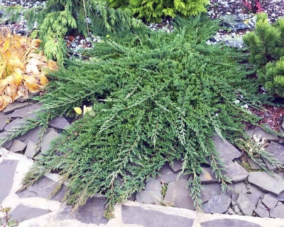 Можжевельник горизонтальный "Принц Уэльский"