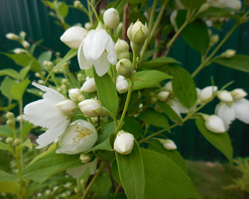 Чубушник "Воздушный десант"