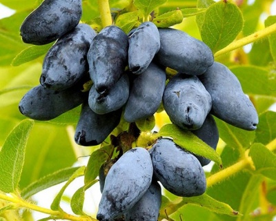 Жимолость "Золушка"