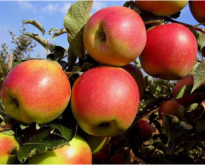 Яблоня "Джонаголд"