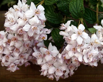 Дейция гибридная "Моунт Роуз" (Mont Rose)