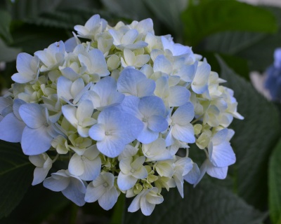 Гортензия крупнолистная "Блашинг Брайд" (Blushing Bride)