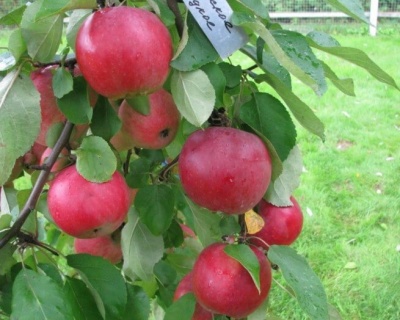 Яблоня "Белорусское сладкое"