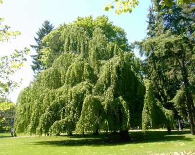 Бук лесной "Пендула"