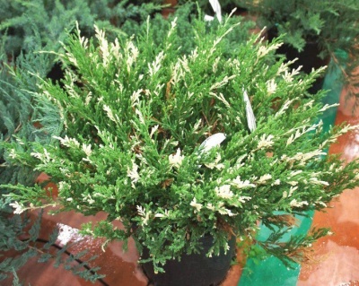 Можжевельник горизонтальный "Андорра Вариегата"