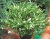 Можжевельник горизонтальный "Андорра Вариегата"