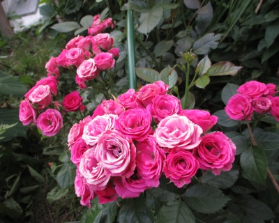 Спрей-роза «Лавли Лидия» 