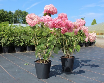 Гортензия древовидная "Пинк Анабель"  (Pink Annabelle)