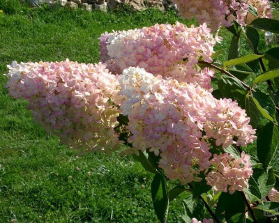 Гортензия метельчатая "Грандифлора" (Grandiflora)