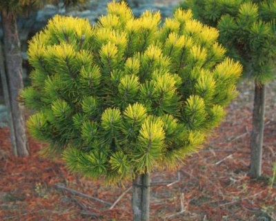 Сосна горная "Офир" (штамбовая форма)