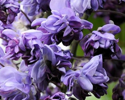Глициния обильноцветущая "Виолацеа Плена"