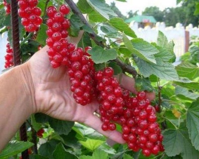 Смородина "Ровада"