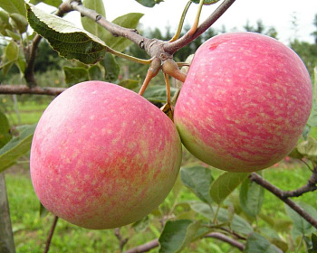 Яблоня "Слава Победителям"