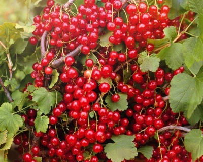 Смородина "Натали"