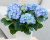 Гортензия крупнолистная Эрли Блю (Early Blue) Гортензия крупнолистная Эрли Блю (Early Blue)