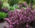 Вейгела цветущая "Purpurea"