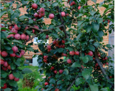 Яблоня "Жар Птица"