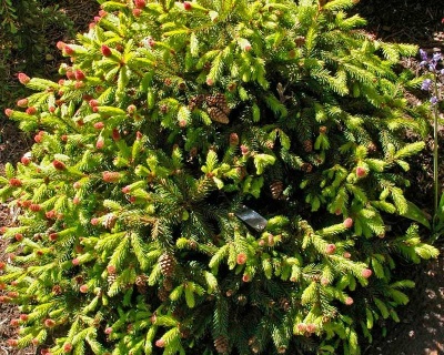 Ель обыкновенная "Пуш"